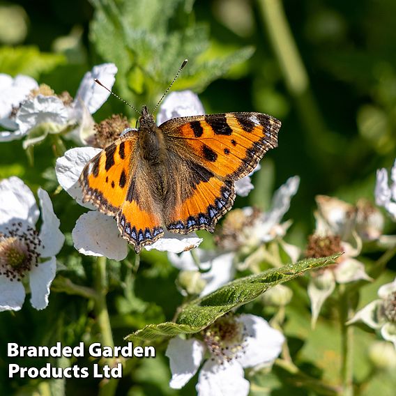 Blackberry 'Black Cascade'