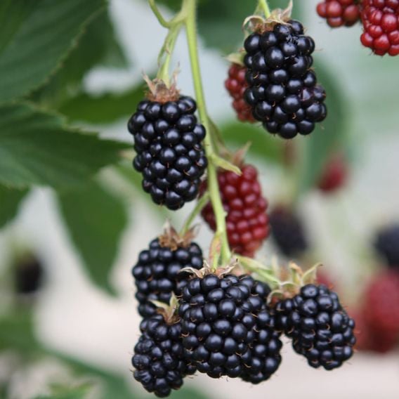 Blackberry 'Black Satin'