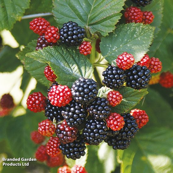 Blackberry 'Chester'