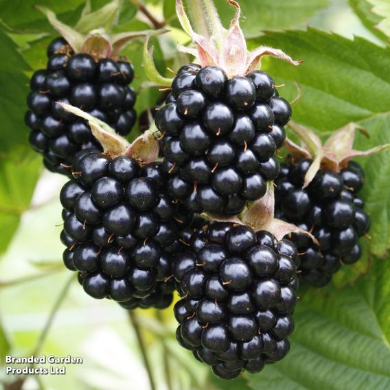 Blackberry 'Chester'