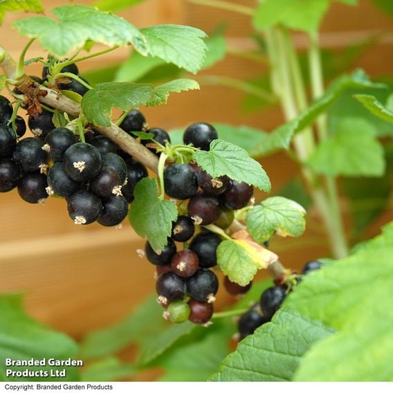 Blackcurrant Growers Choice