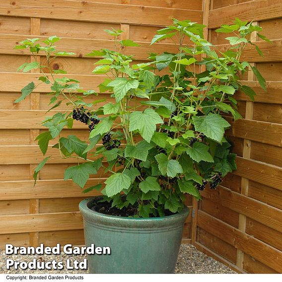 Blackcurrant 'Ebony'