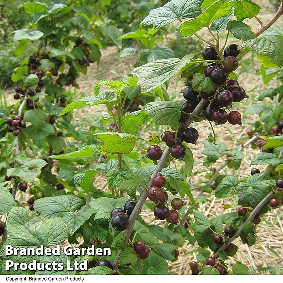 Blackcurrant 'Ebony'