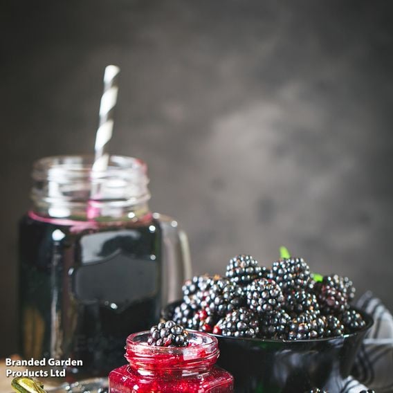 Blackberry Growers Choice