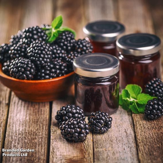Blackberry Growers Choice