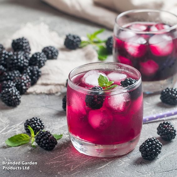 Blackberry Growers Choice
