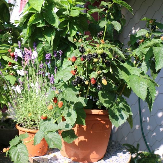 Lowberry&reg; Blackberry 'Little Black Prince' (Dwarf)