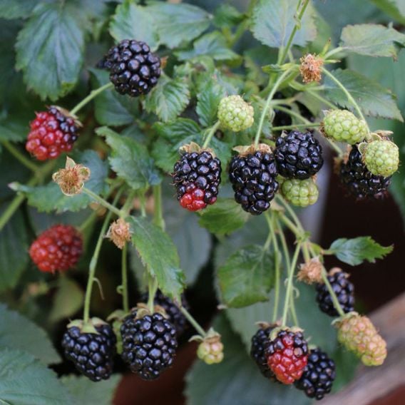 Lowberry&reg; Blackberry 'Little Black Prince' (Dwarf)