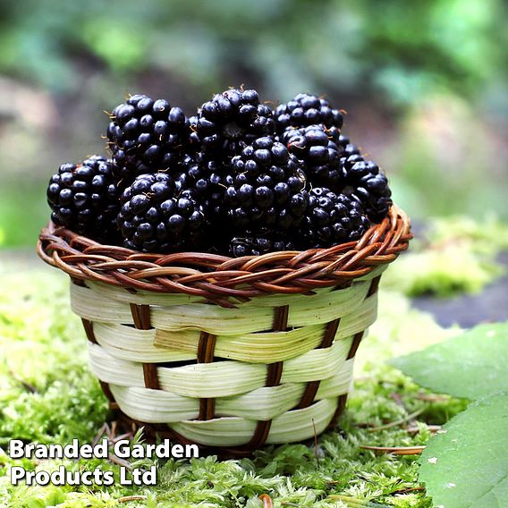 Lowberry® Blackberry 'Little Black Prince' (Dwarf)