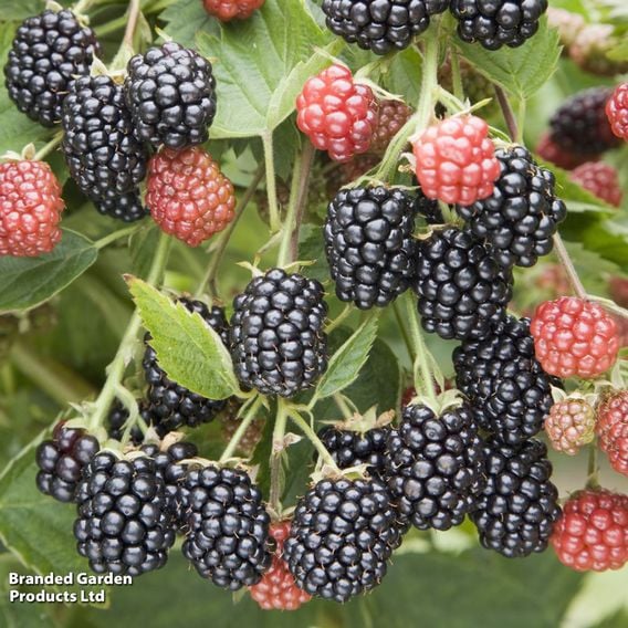Blackberry 'Loch Tay'