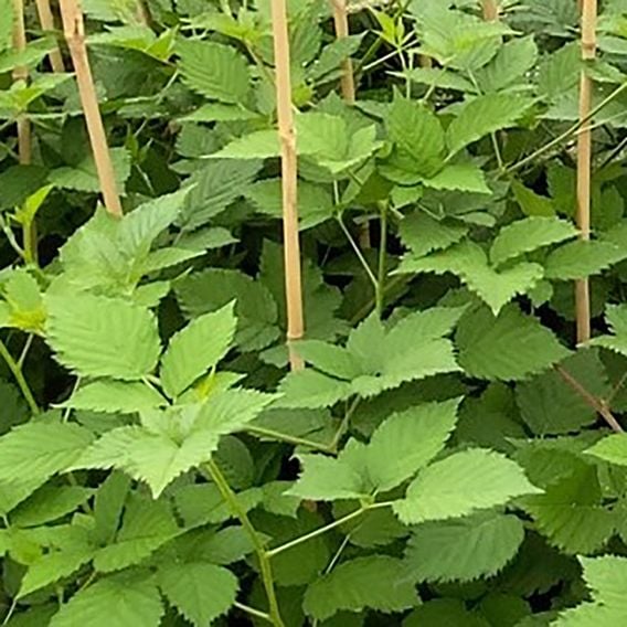 Blackberry 'Navaho Big and Early'
