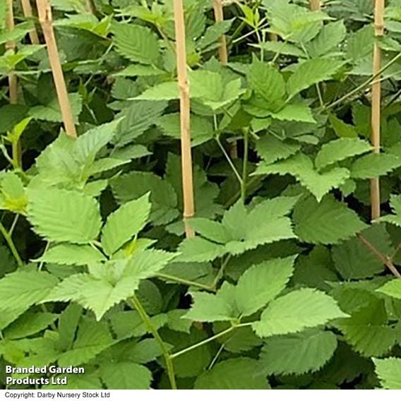 Blackberry 'Navaho Big and Early'