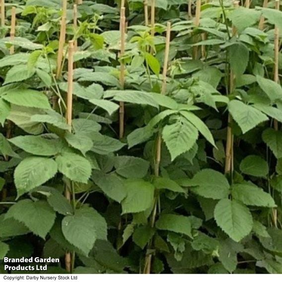 Blackberry 'Navaho Big and Early'