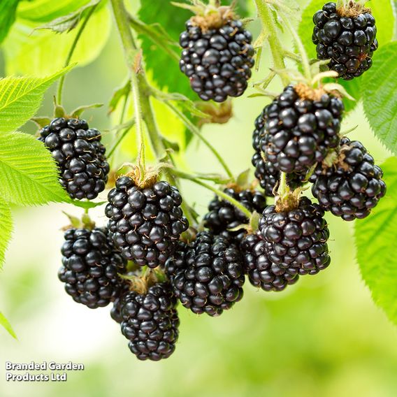 Blackberry 'Opal' (Dwarf)
