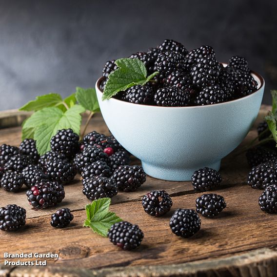 Blackberry 'Opal' (Dwarf)