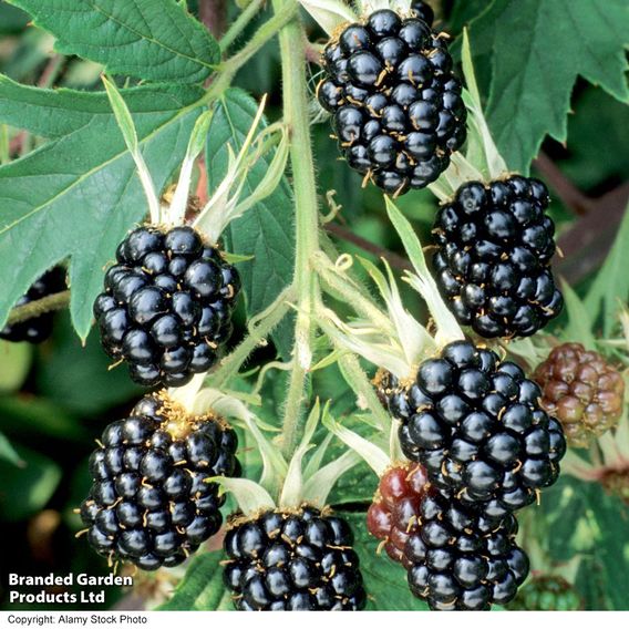 Blackberry 'Oregon Thornless'