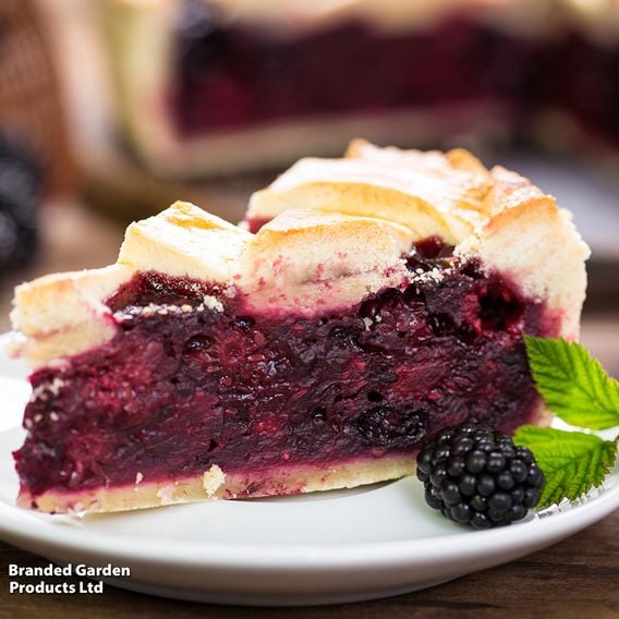 Blackberry Growers Choice