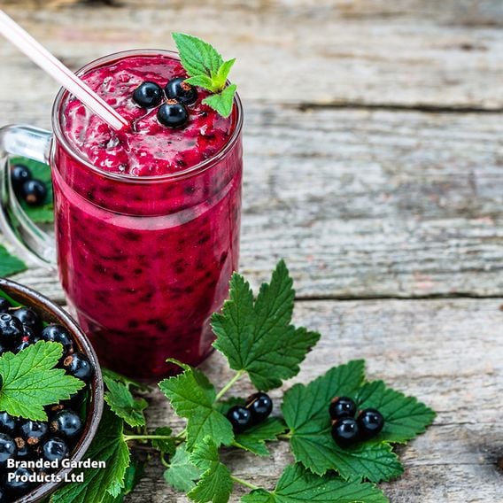 Blackcurrant Growers Choice