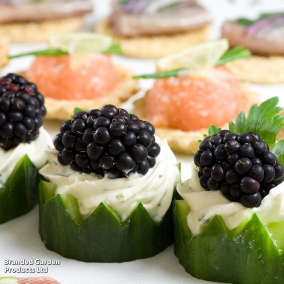 Blackberry Growers Choice