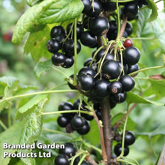 Blackcurrant 'Summer Pearls Patio Black' (Patio fruit)