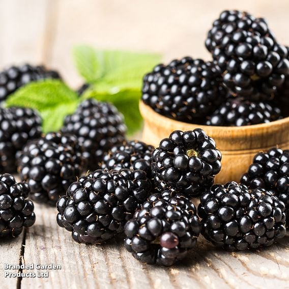 Blackberry Growers Choice