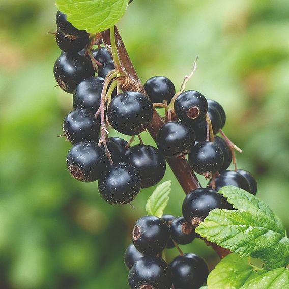 Blackcurrant 'Titania'