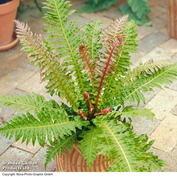 Blechnum brasiliense 'Volcano'