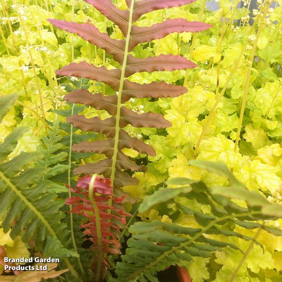 Blechnum brasiliense 'Volcano'