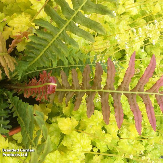 Blechnum brasiliense 'Volcano'