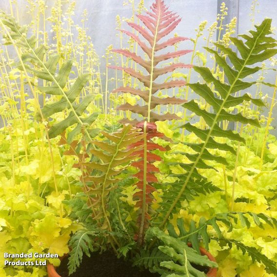 Blechnum brasiliense 'Volcano'