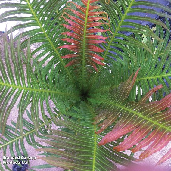 Blechnum brasiliense 'Volcano'