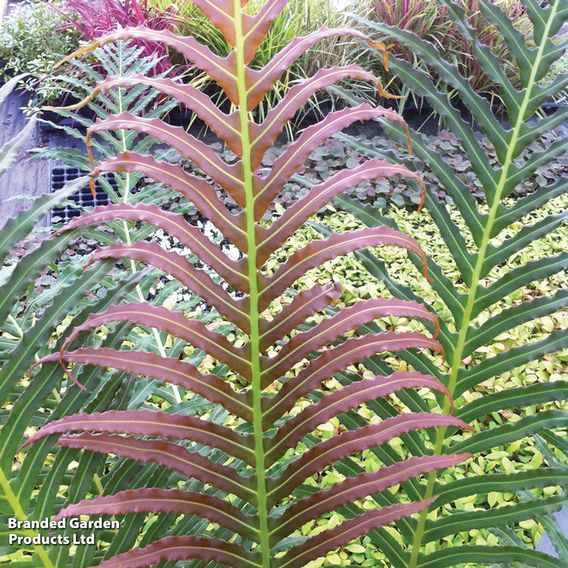 Blechnum brasiliense 'Volcano'