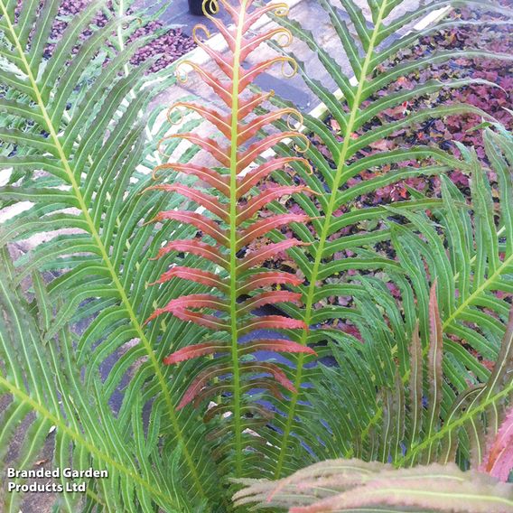 Blechnum brasiliense 'Volcano'