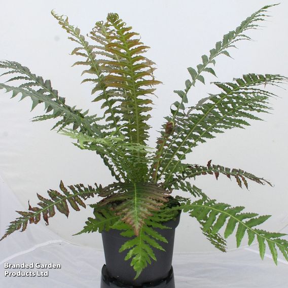 Blechnum brasiliense 'Volcano'