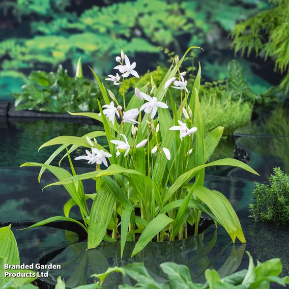 Bletilla striata 'Alba' (Marginal Aquatic)