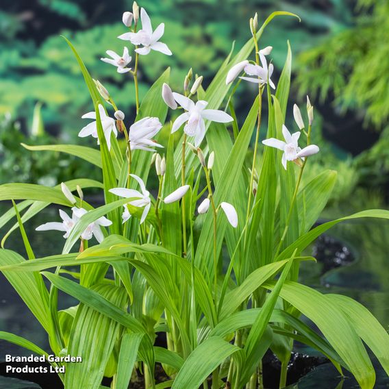Bletilla striata 'Alba' (Marginal Aquatic)