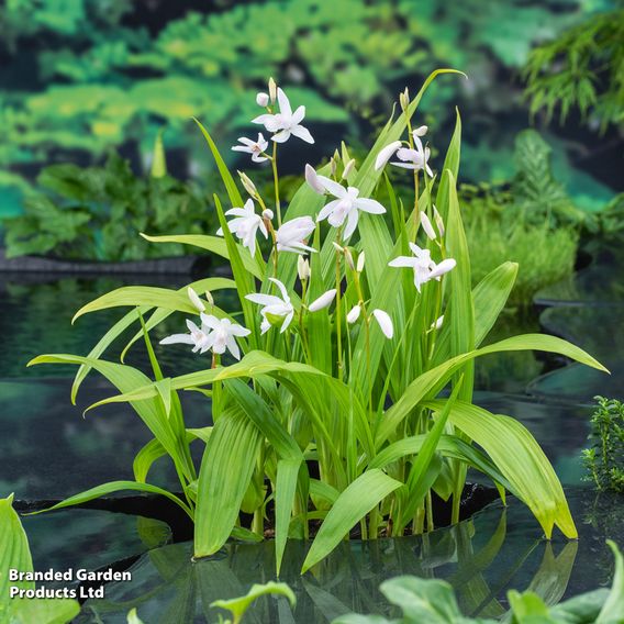 Bletilla striata 'Alba' (Marginal Aquatic)