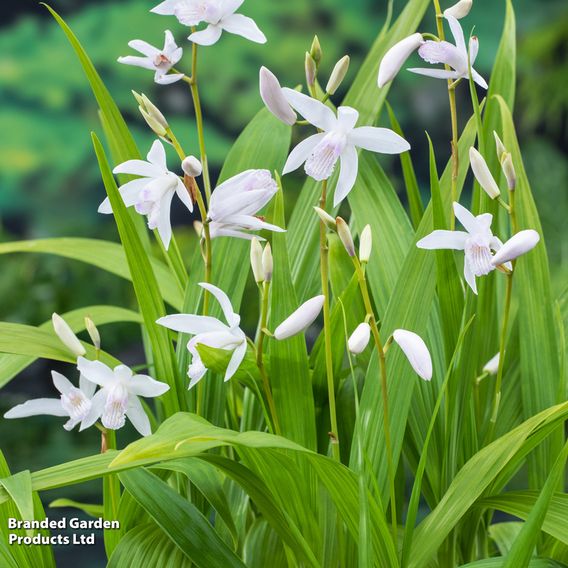 Bletilla striata 'Alba' (Marginal Aquatic)