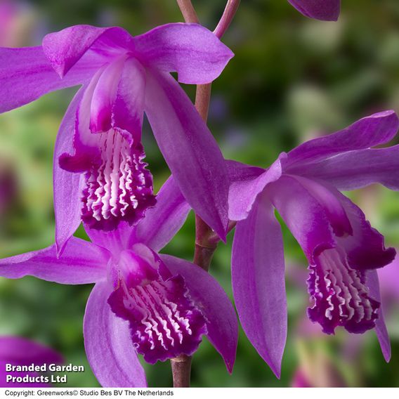 Bletilla striata (Marginal Aquatic)