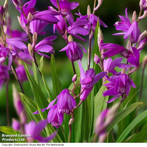 Bletilla striata (Marginal Aquatic)