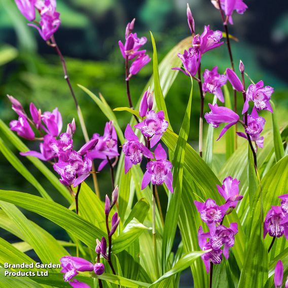 Bletilla striata (Marginal Aquatic)