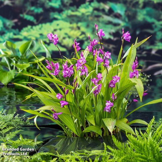 Bletilla striata (Marginal Aquatic)