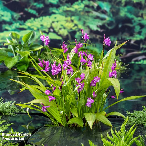 Bletilla striata (Marginal Aquatic)
