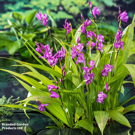 Bletilla striata (Marginal Aquatic)