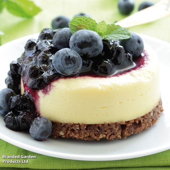 Blueberry Growers Choice