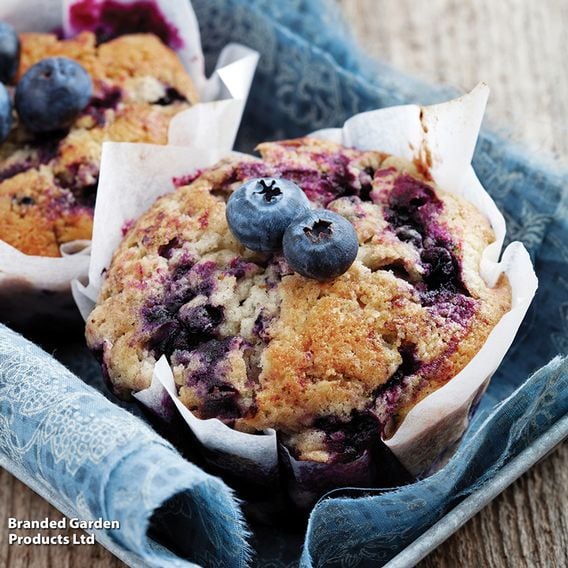 Blueberry Growers Choice