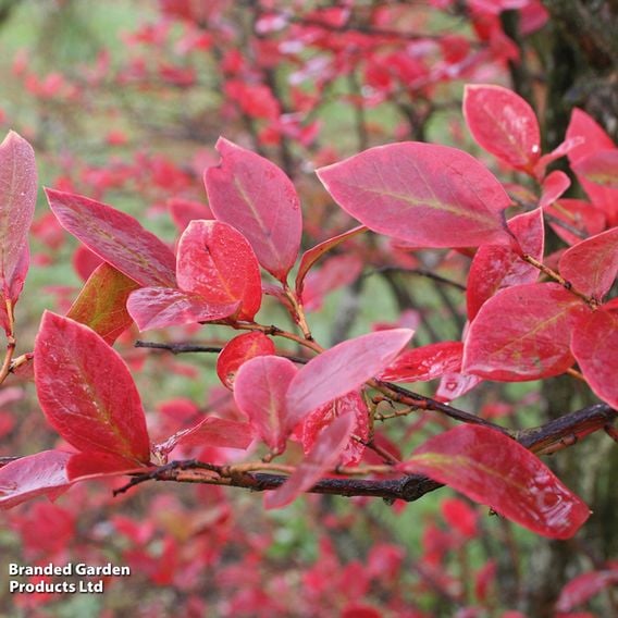 Blueberry Growers Choice