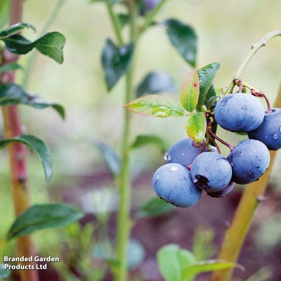 Blueberry 'Bluecrop'