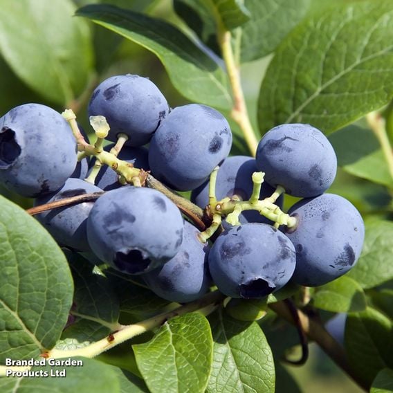 Blueberry 'Bluecrop'