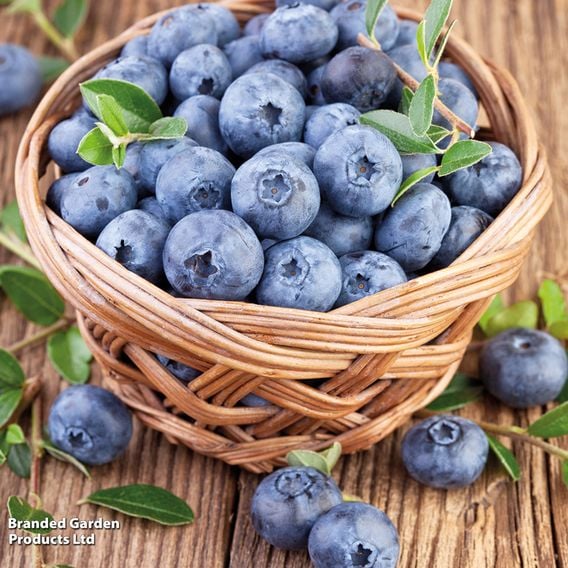 Blueberry 'Bluecrop'